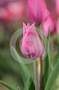 Dark violet tulip close up. Vivid violet tulips Mistress