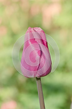 Dark violet tulip close up. Vivid violet tulips  Mistress