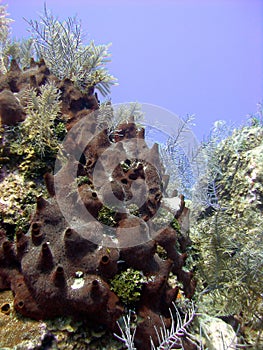 Dark Volcano Sponge