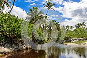 Dark water river passing through native vegetation