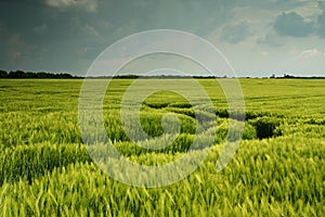 Dark wheat field landscape