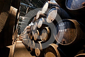 Dark wine cellar with numbered wooden barrels for traditional winemaking