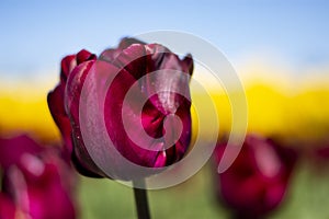 Dark wine red Tulip Flower with blurred yellow, green, and blue sky background horizontal