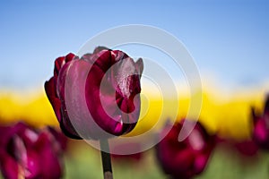 Dark wine red Tulip Flower with blurred yellow, green, and blue sky background horizontal 2