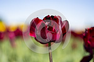 Dark wine red Tulip Flower with blurred yellow, green, red, and blue sky background horizontal