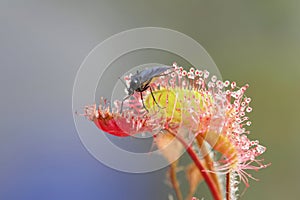 Dark-winged Fungus Gnat as a prey of Common sundew photo