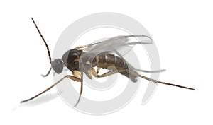 Dark-winged fungus gnat, Sciaridae isolated on white background