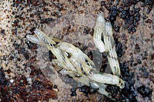 Dark winged fungus gnat, Sciaridae on the soil. These are common pests that damage plant roots, are common pests of ornam