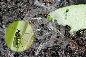 Dark winged fungus gnat, Sciaridae on the soil. These are common pests that damage plant roots, are common pests of ornam