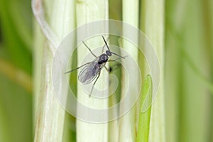 Adult of Dark-winged fungus gnat, Sciaridae on the soil. These are common pests that damage plant roots, are common pests of ornam