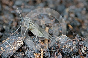 Adult of Dark-winged fungus gnat, Sciaridae on the soil. These are common pests that damage plant roots, are common pests of ornam