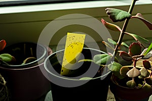 Dark-winged fungus gnats - yellow sticky trap