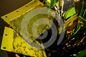 Dark-winged fungus gnats - yellow sticky trap