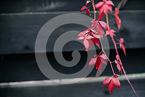 Dark wooden stylish fence with autumn loach and red leaves