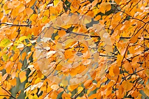 Dark yellow autumn birch leaves. photo
