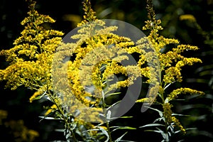 Dark Yellow Flowering Goldenrod Plant with Dark Background