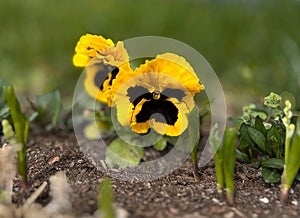 Dark yellow, oak colored pansy flower.