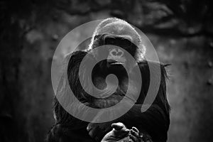 A portrait of a Western Lowland Gorilla