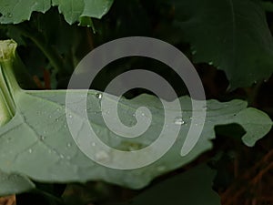 Darker morning guttation dew on the leave leaf