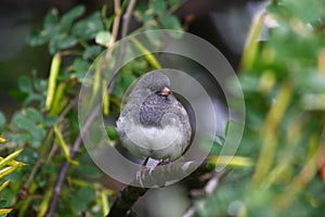 Darkeyed Junco