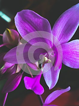 Darkish Violet Orchid Petals photo