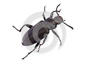 Darkling beetle