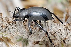 Darkling beetle