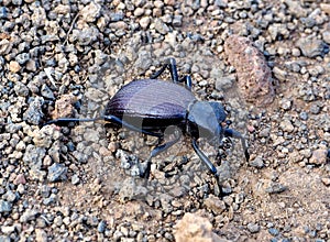 Darkling Beetle in Arizona Desert