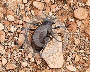 Darkling Beetle in Arizona Desert