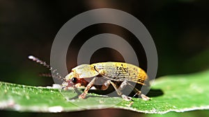 darkling beetle with close-up pictures