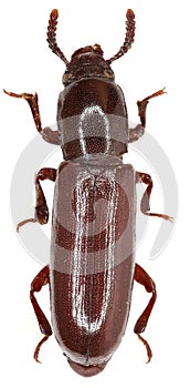 Darkling Beetle Corticeus on white Background