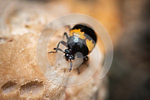 A Darkling beetle Diaperis boleti on a tree with fungus