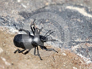 Darkling Beetle in Eastern Washington