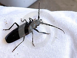 Darkling beetle. Family tenebrionidae. Morica planta photo