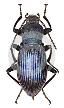 Darkling Beetle Helops on white Background