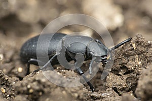 Darkling beetle macro shot, Tenebrionidae species, Satara photo