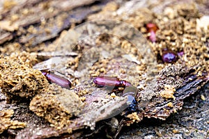 Darkling beetle on rotten wood.