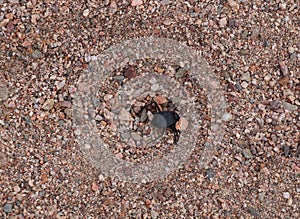 Darkling beetle runs in the desert