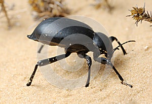 Darkling beetle on the sand