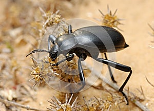 Darkling beetle on the sand