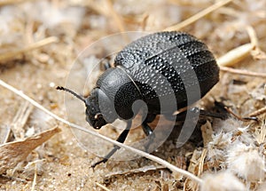 Darkling beetle on the sand