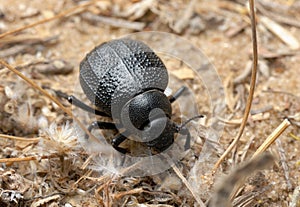 Darkling beetle on the sand