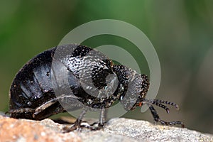 Darkling beetle