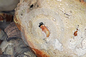 Darkling beetle Tenebrio molitor pupa in an old, dry piece of bread