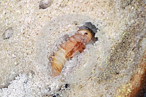 Darkling beetle Tenebrio molitor pupa in an old, dry piece of bread