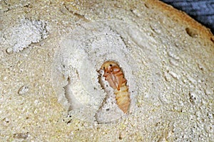 Darkling beetle Tenebrio molitor pupa in an old, dry piece of bread