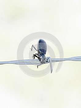 Darkling Beetle Tenebrionidae Impaled on Barbed Wire photo