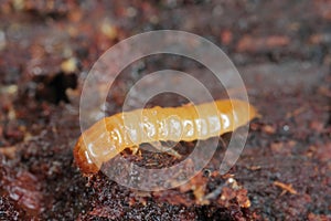 A Darkling Beetle (Tenebrionidae) larva. photo