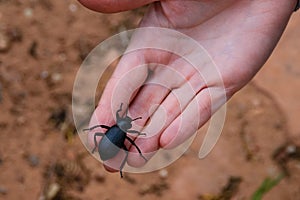 Darkling beetle Tenebrionidae sitting on the hand photo