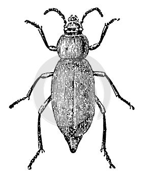 Darkling Beetle, vintage illustration